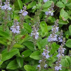 Rohtotädykkeen chakrat