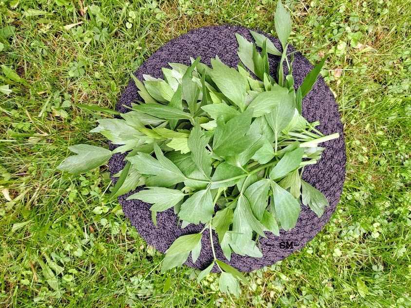 Tuoreita lipstikan oksia nurmikolla mustan liinan päällä.