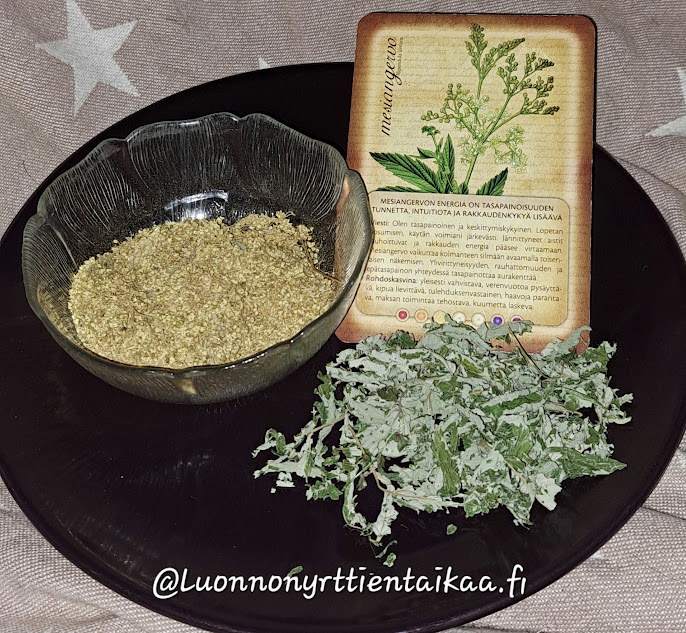 Mustalla lautasella kulhollinen kuivattua mesingervon kukkaa, vieressä vihreitä lehtiä ja vanha kasvikortti.