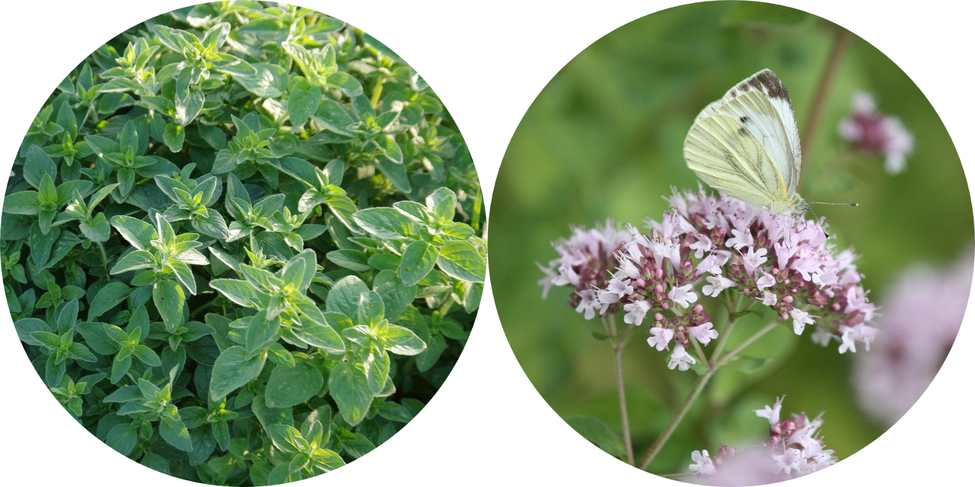 Vihreä Oregano vasemmassa kuvapallossa ja perhonen istuu vaaleanpunaisilla oreganon kukinnoilla oikeanpuoleisessa kuvapallossa.