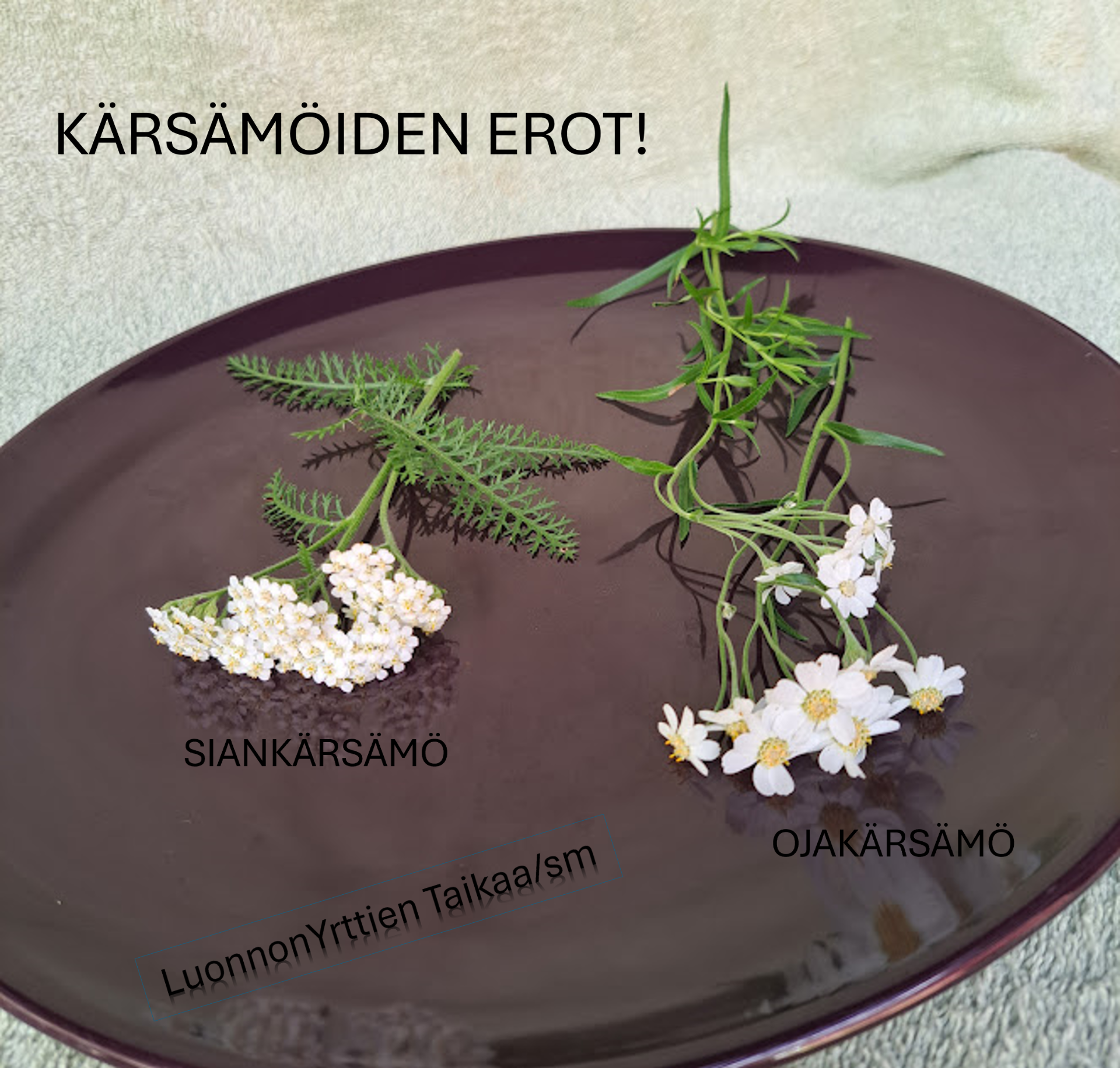 Liilalla lautasella vasemmalla siankärsämö ja oikealla ojakärsämö. Teksti "Kärsämöiden erot".