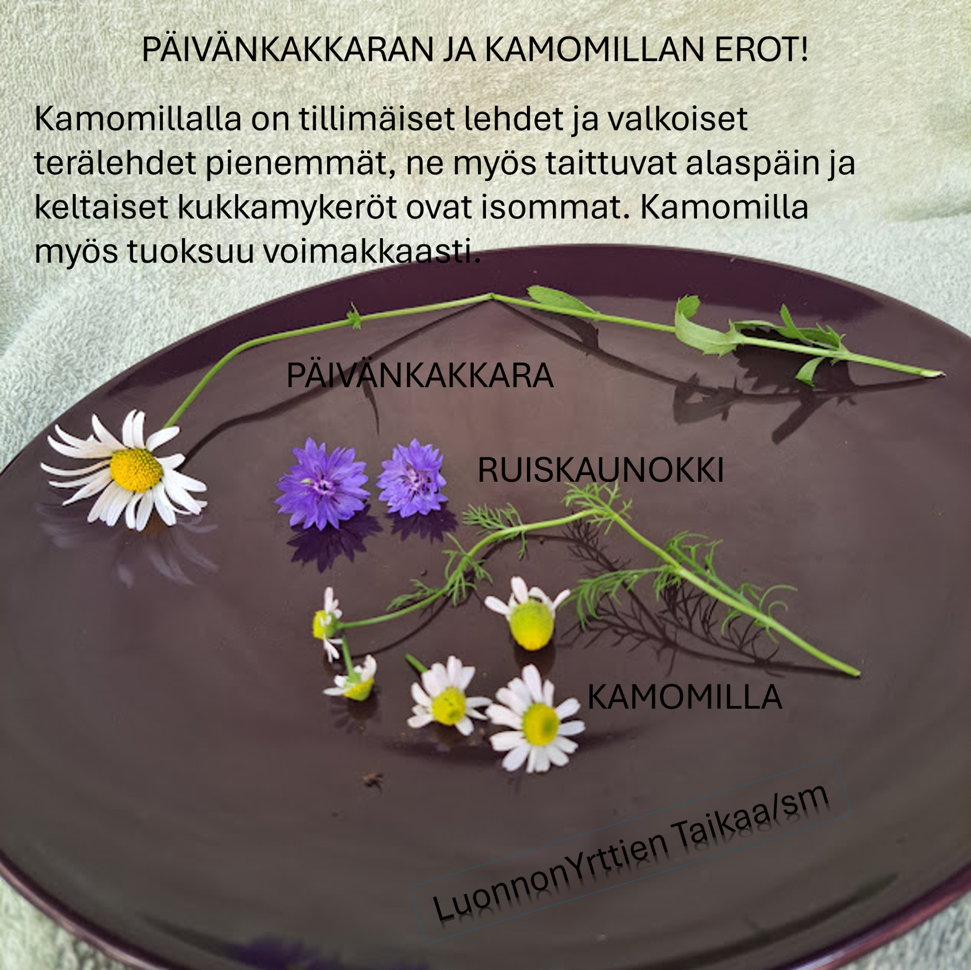 Tumma tarjotin, jossa päivänkakkara, ruiskaunokki ja kamomilla kukat sekä teksti näiden eroista.