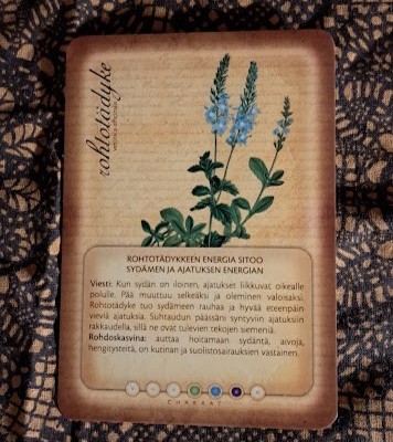 kasvikortti nimeltö rohtotädyke. Kortissa kasvin kuva sinisineen kukkineen ja tekstiä Rohtotädykkeen energiasta. Taustalla tumman kirjava liina.