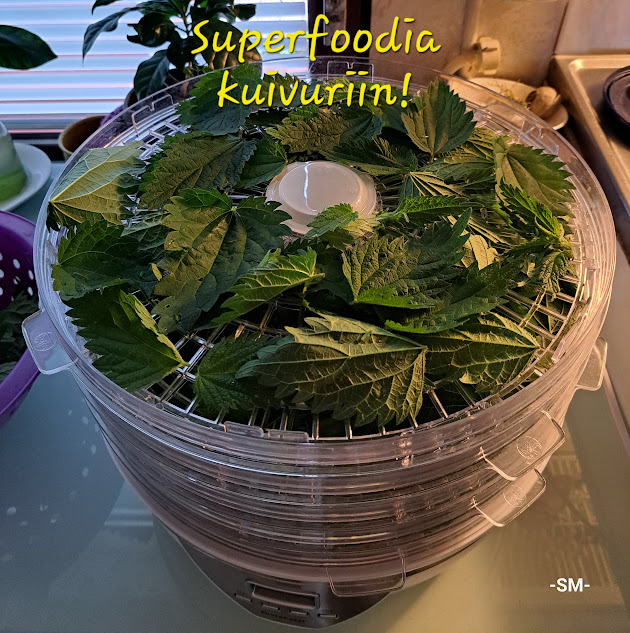 Kasvikuivurissa tuoreita vihreitä nokkosen lehtiä, taustalla teksti “Superfoodia, Kuivuriin!”