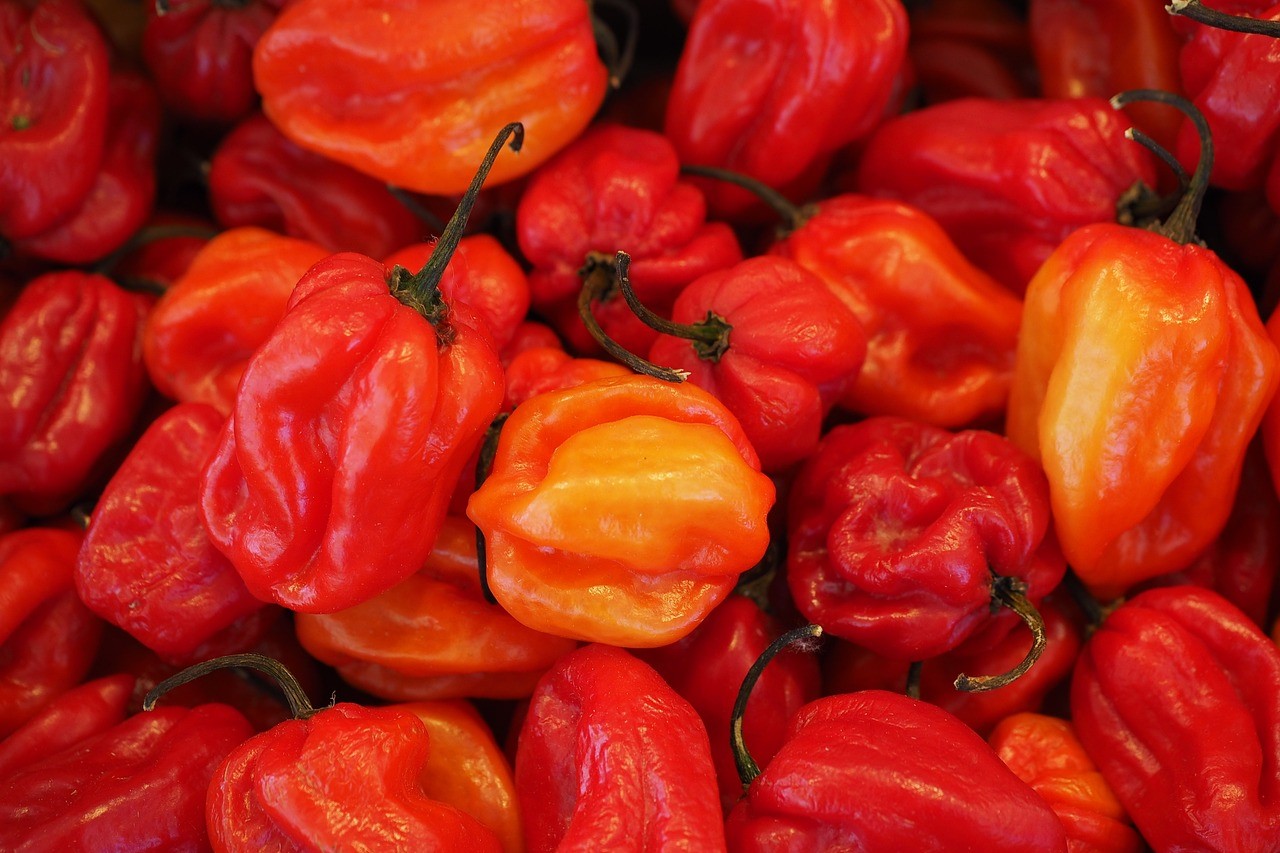 Kasvikortti chili. Paljon punaisia chili habaneron hedelmiä.