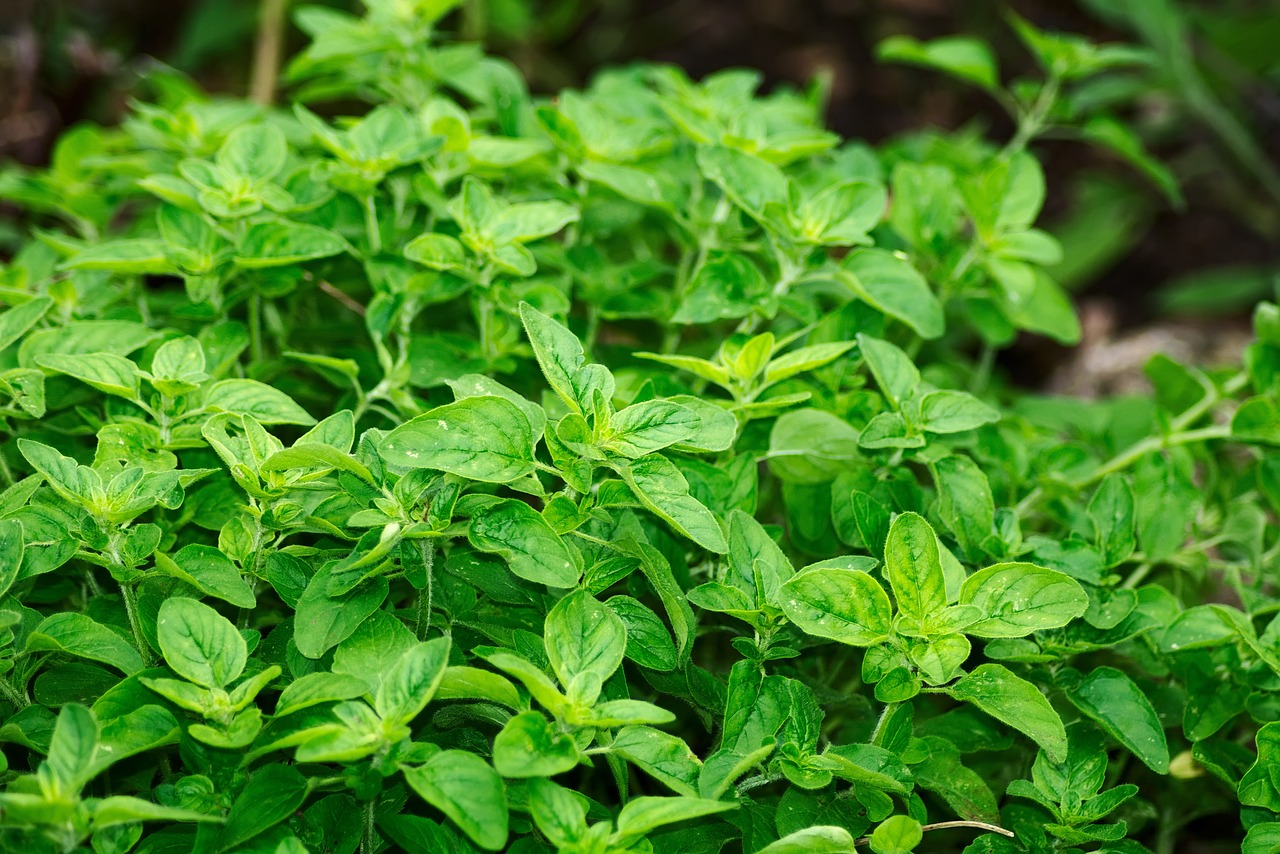 Kuvakortti oregano. Vihreitä oreganon lehtiä tiheästi vierekkäin.