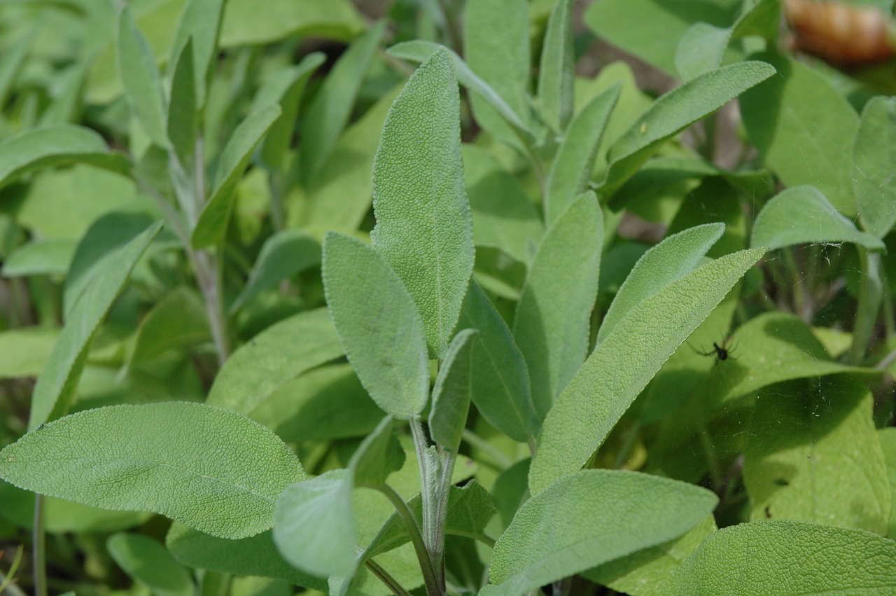 Kuvakortti salvia. Vihreitä salvia-lehtiä tiheässä kasvustossa, lähikuvassa samettisen karheat lehdet ja pieni hyönteinen.