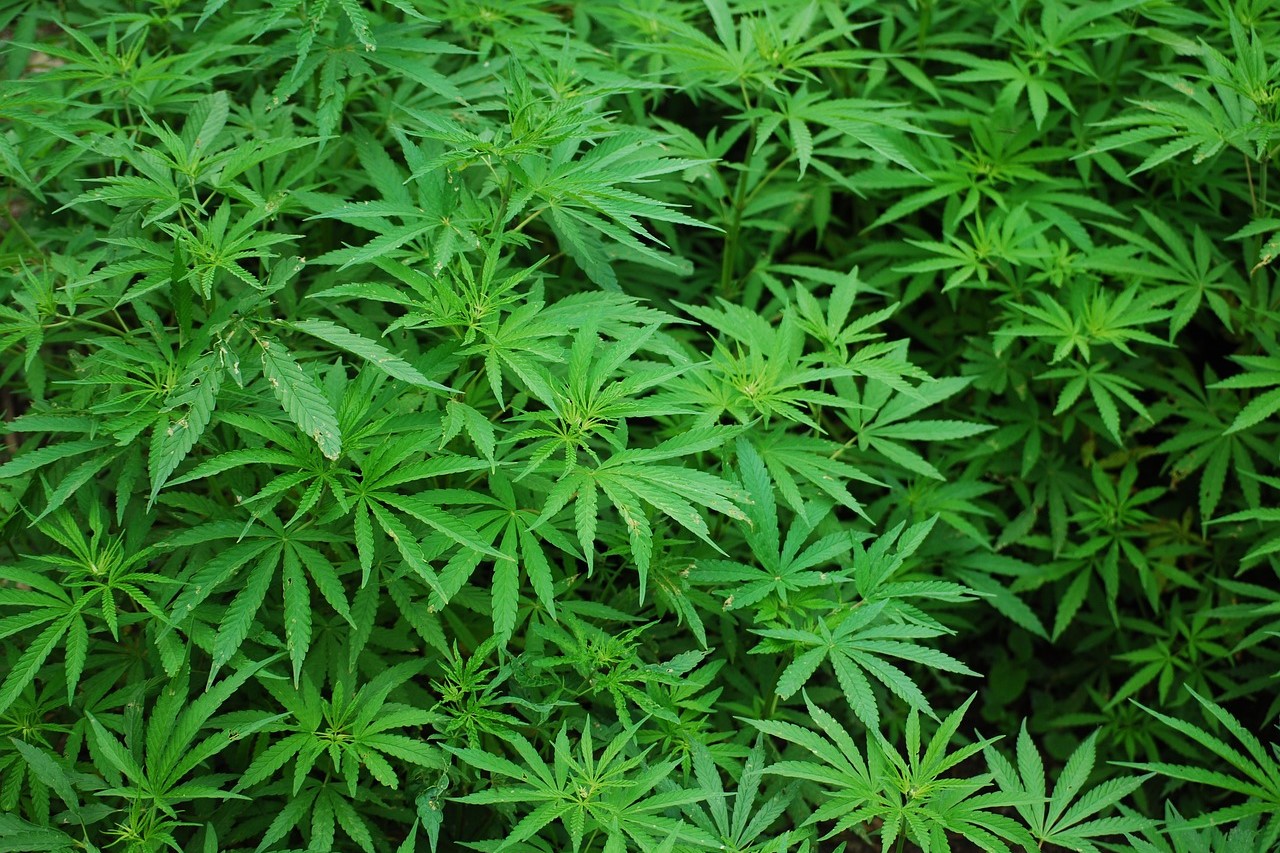 Kasvikortti hamppu. Cannabis sativan vihreitä lehtiä.
